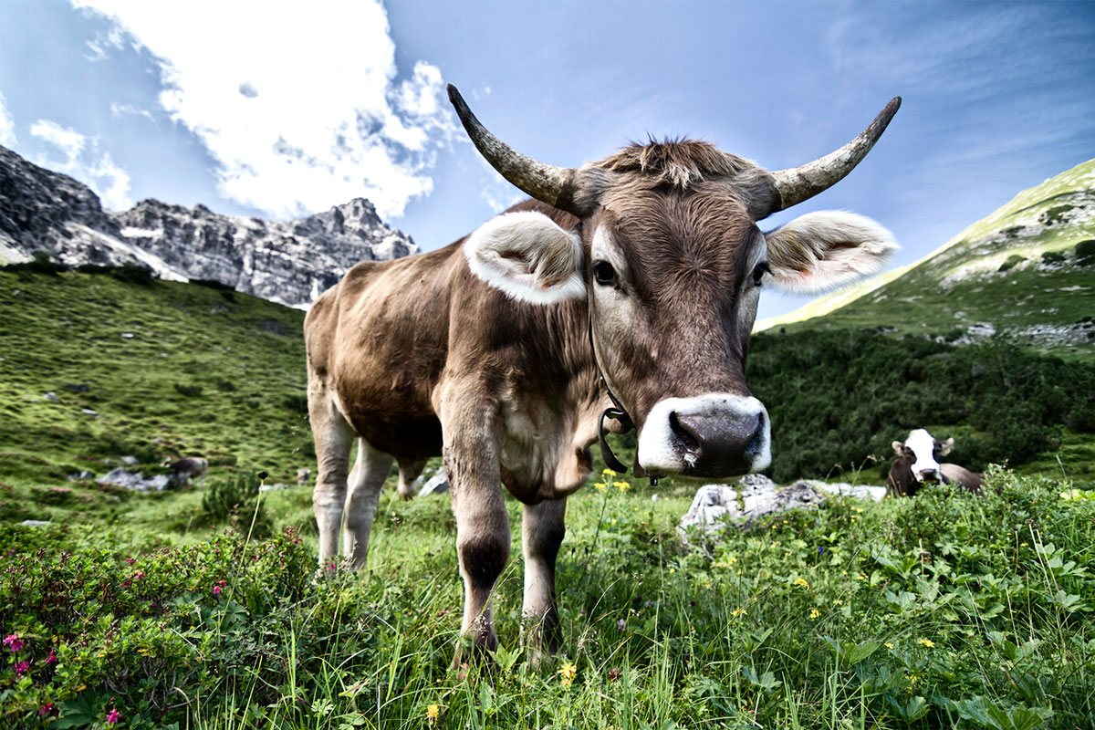 chillaz_statement_climbing_brand